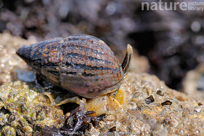 Nassarius Reticulatus