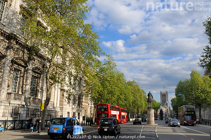 Stock photo of Row of London Plane Trees Platanus x hispanica