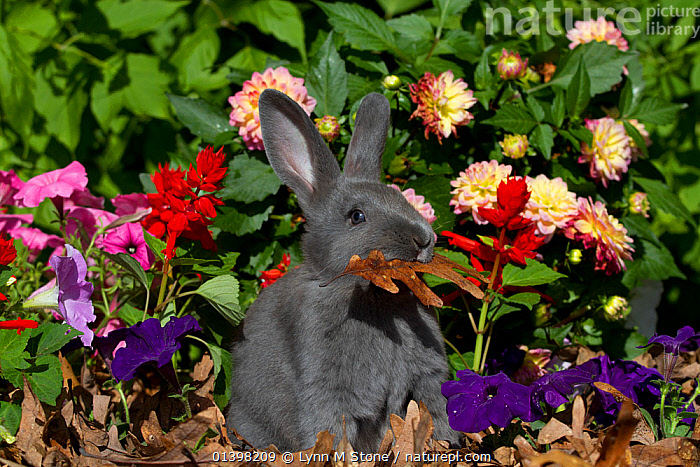 Stock photo of New Zealand breed rabbit in flowers. USA. Available for ...