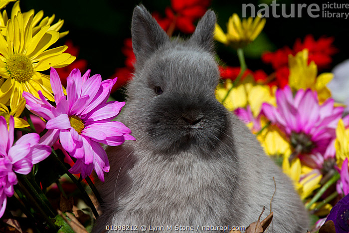 Stock photo of Netherland Dwarf juvenile rabbit and flowers. USA ...