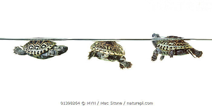 Stock photo of Diamondback terrapin (Malaclemys terrapin rhizophorarum ...