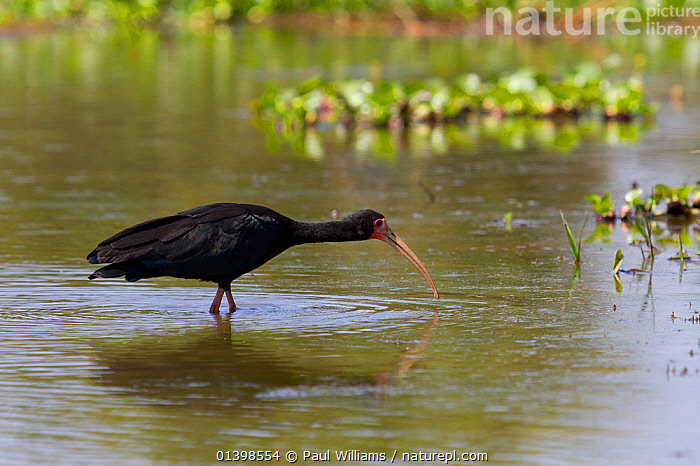 Stock photo of Bare faced ibis (Phimosus infuscatus) hunting in water ...