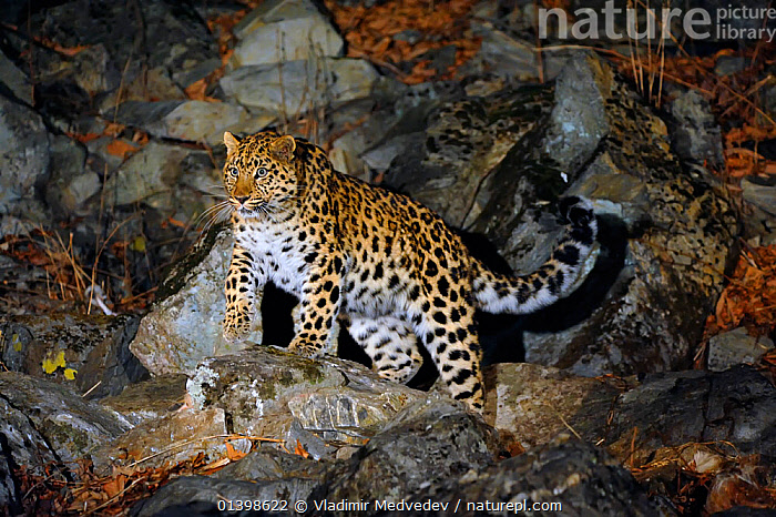 Amur Leopard, Species