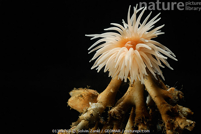 Structure Of A Sea Anemone