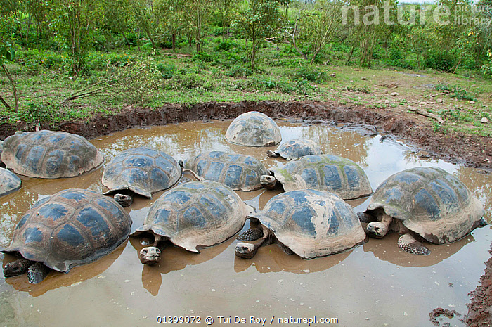 Stock photo of Volcan Alcedo giant tortoise (Chelonoidis nigra ...