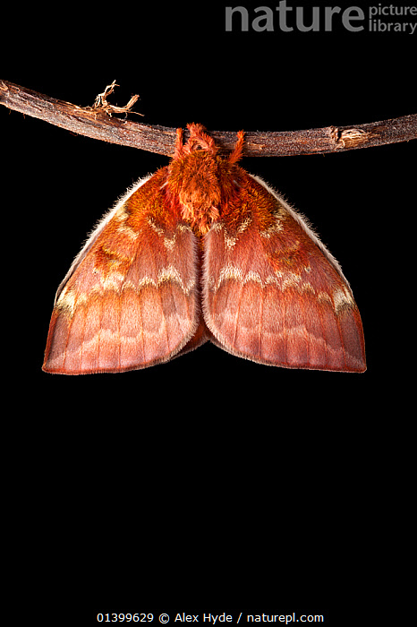 Stock photo of Bullseye Moth (Automeris io) showing wings expanding ...