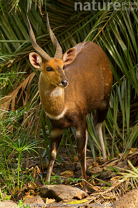 Stock photo of Bushbuck (Tragelaphus scriptus), mature male with scars ...