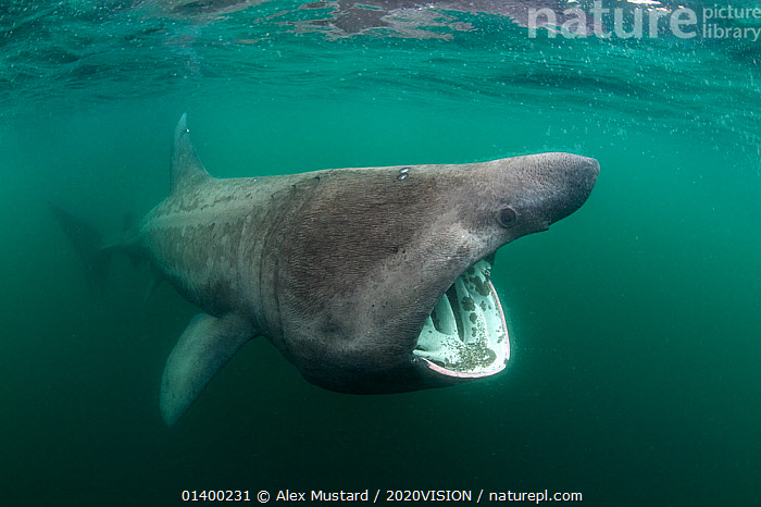 Stock Photo Of Basking Shark (Cetorhinus Maximus) Feeding At The ...