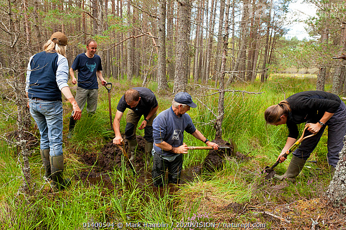 Volunteer Rspb Stock photo of RSPB staff and volunteers building a natural dam to ...