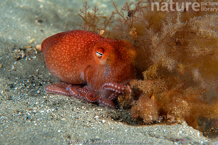 Southern Octopus Stock photo of A Southern sand octopus (Octopus kaurna) digs into the ...