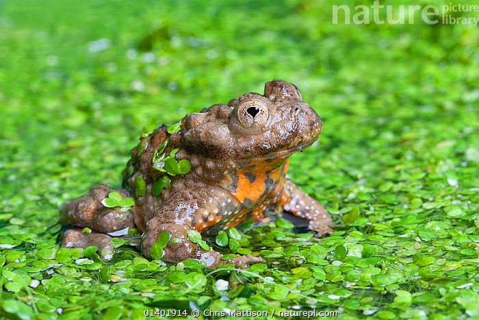 Giant fire sales bellied toad