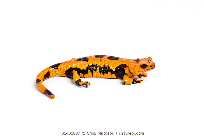 Stock photo of Italian fire salamander (Salamandra salamandra