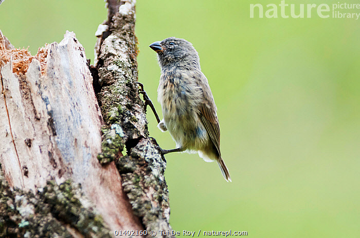 フィンチ fin-ch Floreana-5 fin-ch フロリアナ5 フォーシーズン