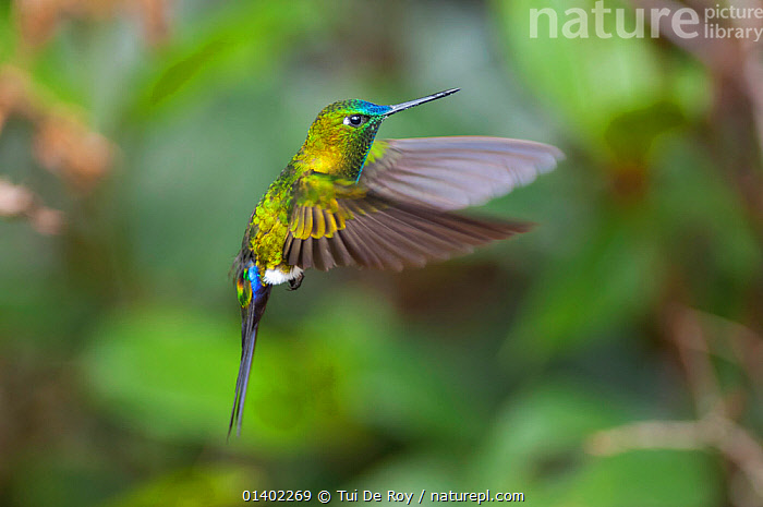 Stock photo of Sapphirevented puffleg (Eriocnemis luciani) in flight