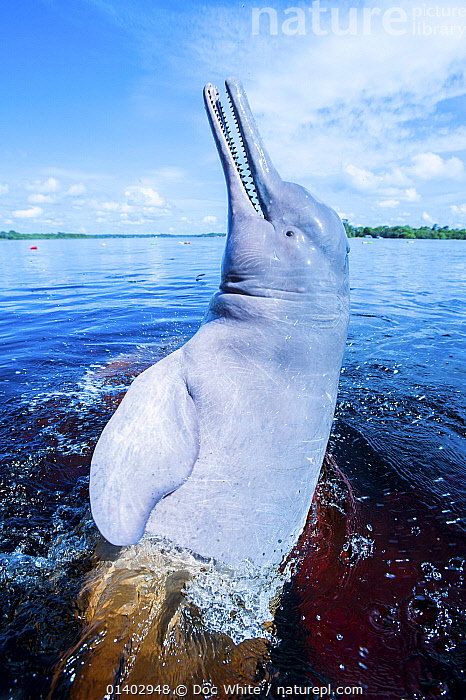 Amazon River Dolphin Wallpaper Stock Photo Of Amazon / Pink River