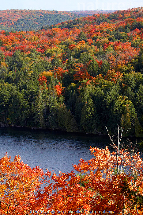 Stock photo of Autumn fall colours of maple Acer sp trees Hardwood lookout trail Available for sale on www.naturepl