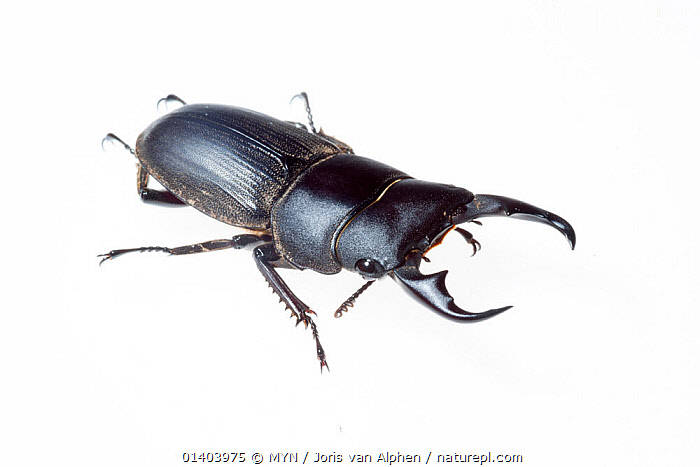 Stock photo of Stag beetle (family: Lucanidae). Mount Kinabalu, Borneo ...