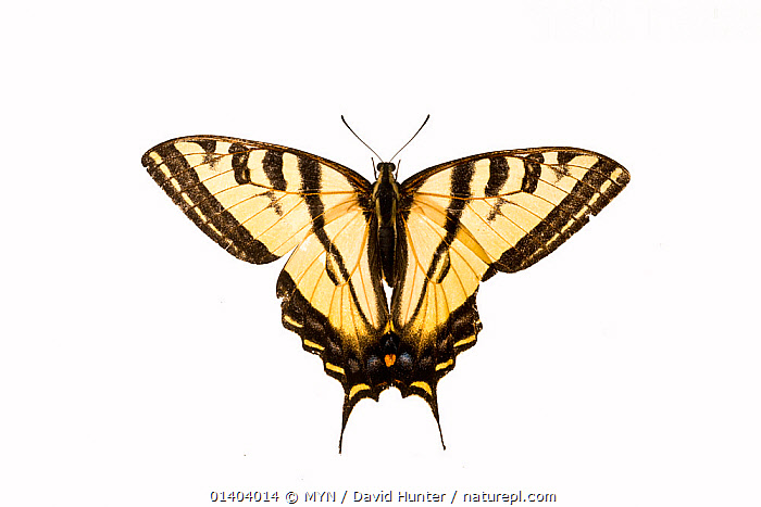 Rutulus Stock photo of Western Tiger Swallowtail Butterfly (Papilio rutulus ...