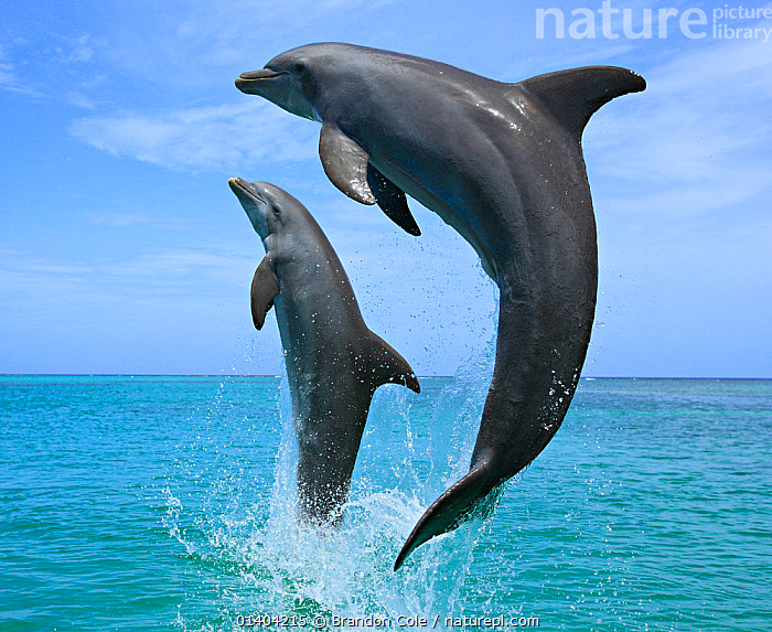 Stock photo of Bottlenose Dolphins (Tursiops truncatus) leaping