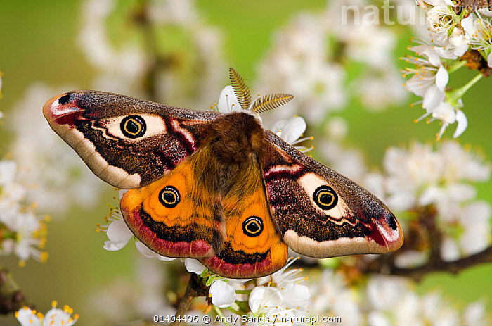 Stock photo of Small emperor moth (Saturnia pavonia) male with wings ...