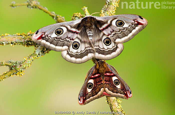Stock photo of Small emperor moth (Saturnia pavonia) male below; female ...