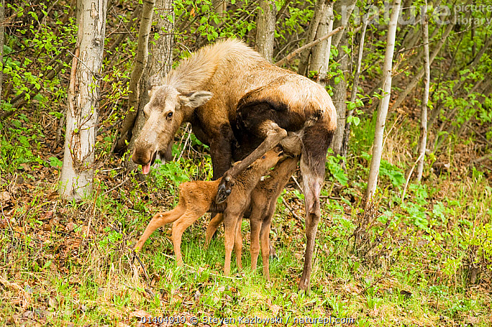 Stock Photo Of Moose (alces Alces) Newborn Calves Nurse From Their 