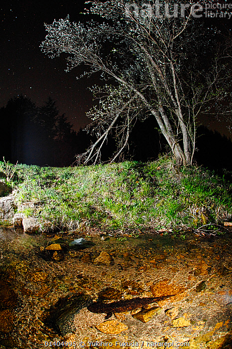 Stock photo of Japanese giant salamander (Andrias japonicus) in river ...