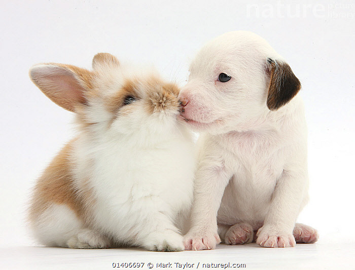 Stock photo of Jack Russell Terrier puppy, 4 weeks, and baby