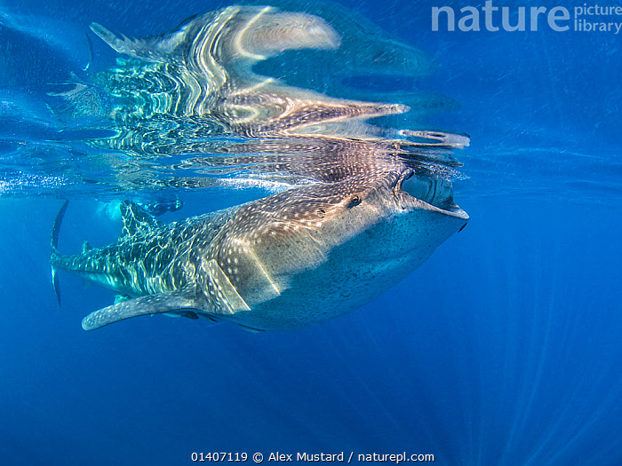 Whale Shark - Rhincodon typus