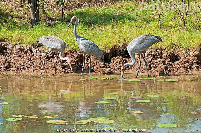 Stock photo of Brolga cranes (Grus rubicunda) adults and juvenile ...