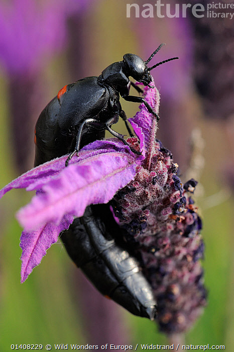 DeliciousTaylormade BeeAroundLil'BEEtle Last pix I got of these