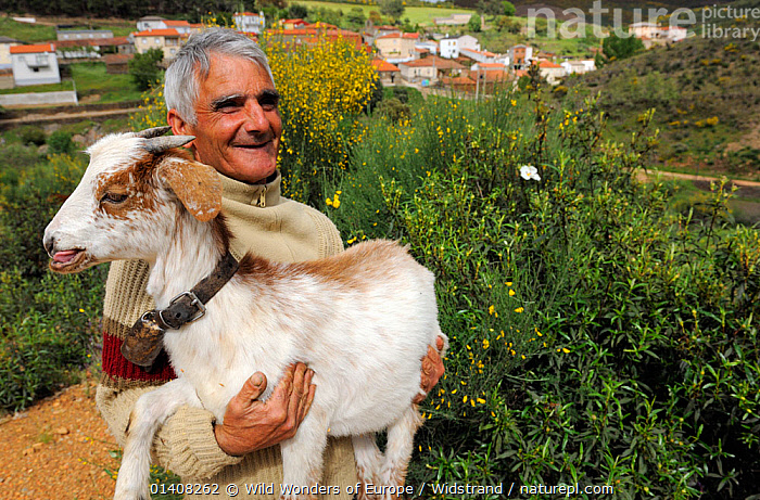 Stock photo of Old goat herd Pablo Marta?Rubio holding goat