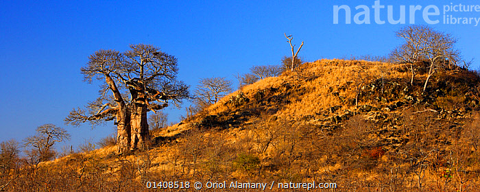 Stock photo of Baobab (Adansonia digitata) growing in a hill near ...