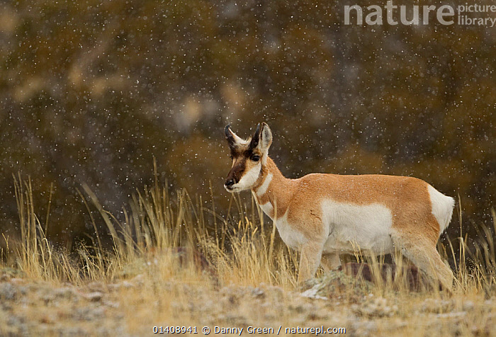 Stock photo of Pronghorn Antelope (Antilocapra americana) in falling ...
