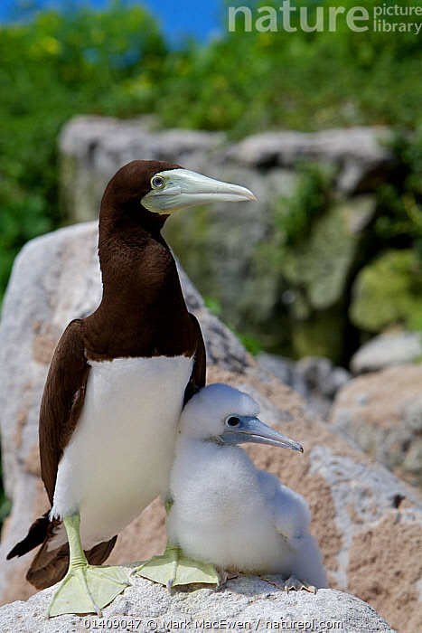 Stock photo of Brown booby (Sula leucogaster) Adult and chick