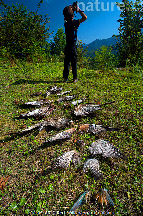 Stock photo of Boy watching migrating raptors through binoculars, with ...