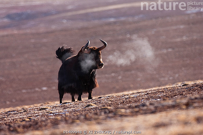 Xotin bilan guruh jinsiy aloqa (rus pornosi)