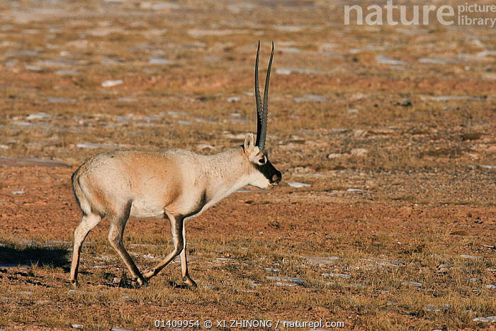 Stock photo of Tibetan antelope (Pantholops hodgsoni) male walking with ...
