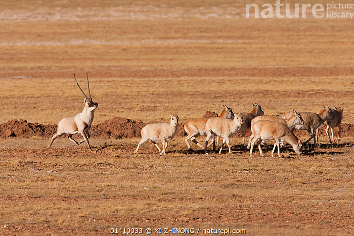 Stock photo of Tibetan antelope (Pantholops hodgsoni) male running ...
