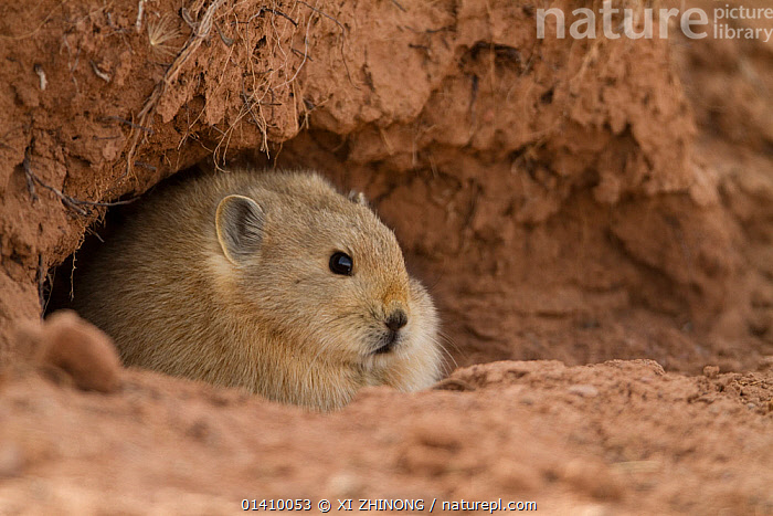 Chexiya jinsiy aloqa pikapini tomosha qiling