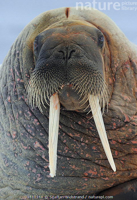 Stock photo of Walrus (Odobenus rosmaris) frontal portrait, Svalbard ...