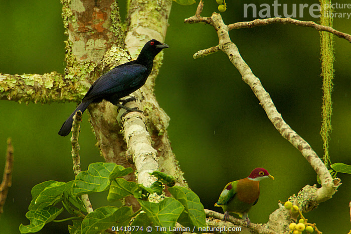 Stock photo of Crinkle-collared Manucode (Manucodia chalybata) in ...