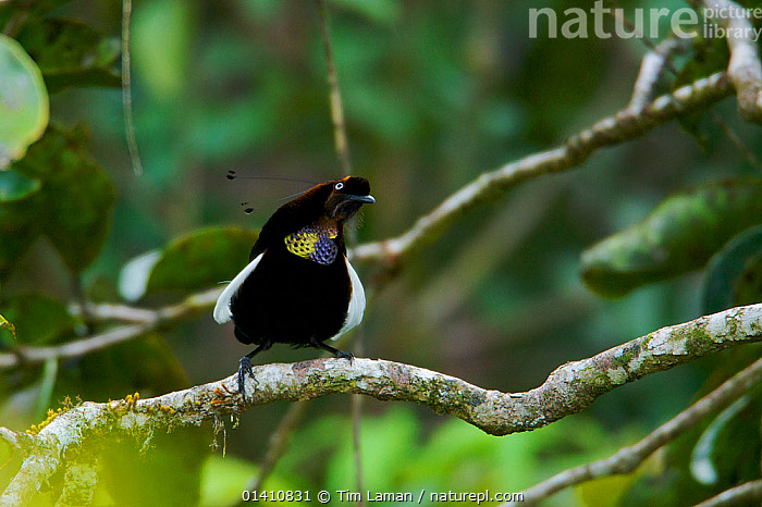 Stock photo of Bronze Parotia Bird of Paradise (Parotia berlepschi ...