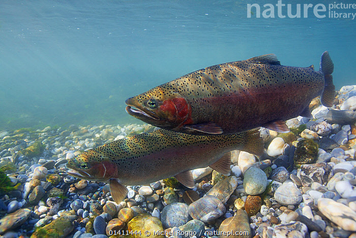 Stock photo of Rainbow Trout (Oncorhynchus mykiss), on spawning