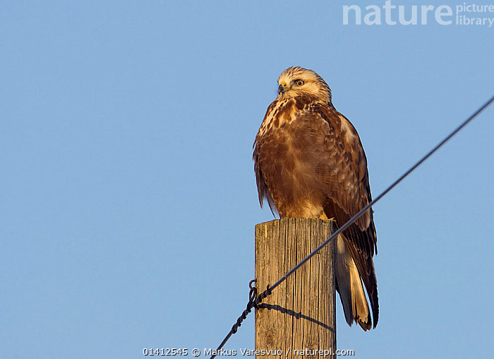Stock photo of Rough-legged Buzzard (Buteo lagopus) perched