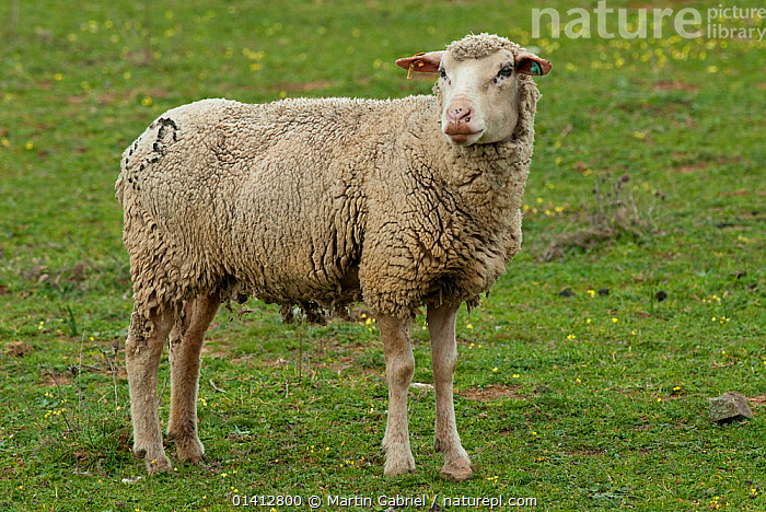 Stock photo of Female sheep ewe, Extremadura, Spain. Available for sale ...