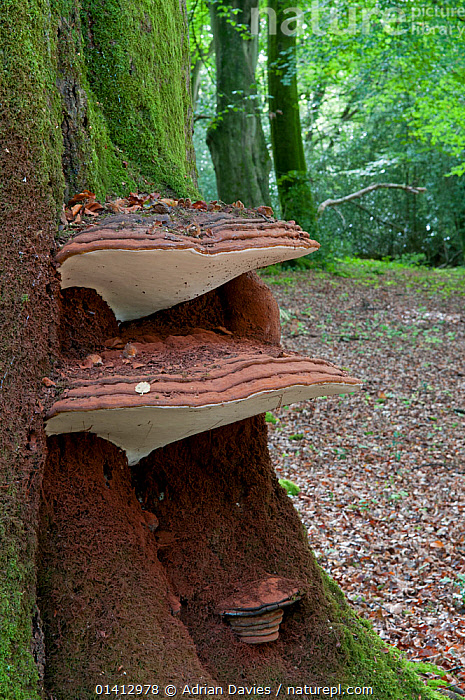 Stock photo of Southern bracket fungus (Ganoderma australe) growing on ...