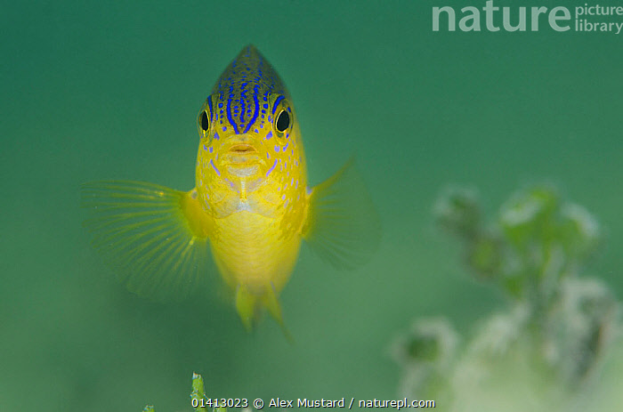 Stock photo of Portrait of a Beaugregory fish (Stegastes leucostictus ...