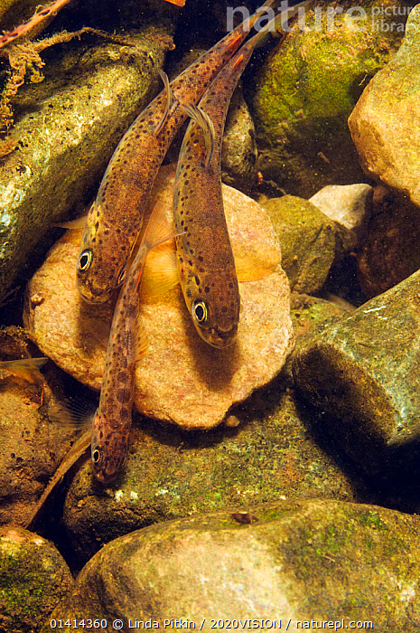 Stock photo of Brown trout (Salmo trutta) fry on river bed