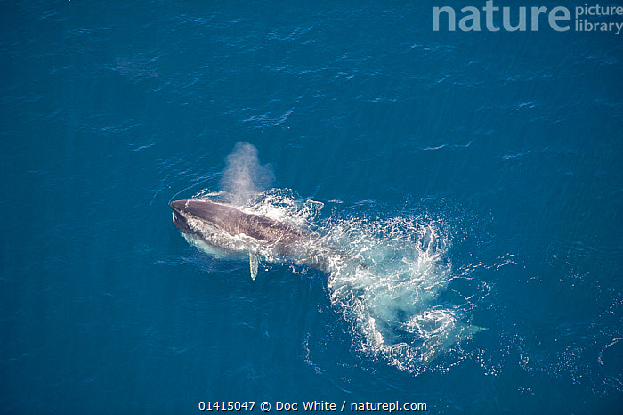 Stock Photo Of Blue Whale (Balaenoptera Musculus) Feeding At Sea ...